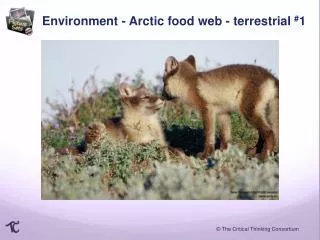 Environment - Arctic food web - terrestrial # 1