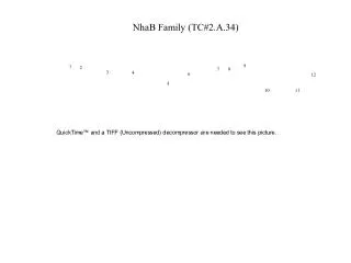NhaB Family (TC#2.A.34)