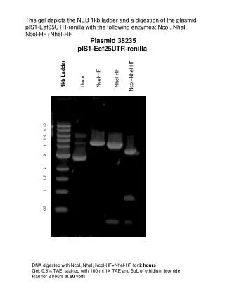 Plasmid 38235 pIS1-Eef25UTR-renilla