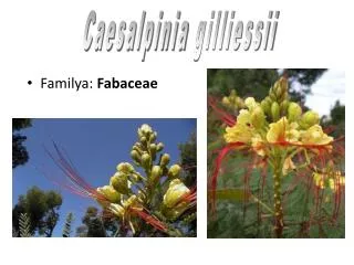 Familya: Fabaceae