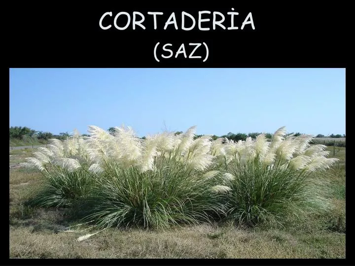 cortader a saz