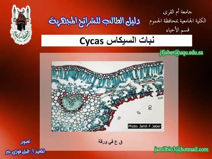 cycas