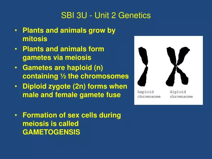 sbi 3u unit 2 genetics