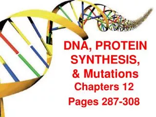 DNA, PROTEIN SYNTHESIS, &amp; Mutations
