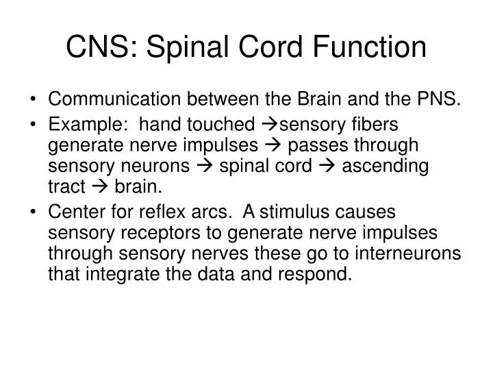 cns spinal cord function