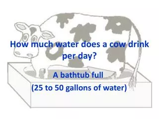 How much water does a cow drink per day?