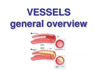 VESSELS general overview