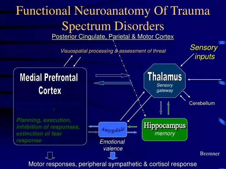 functional neuroanatomy of trauma spectrum disorders