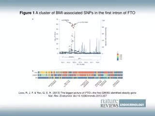 Figure 1 A cluster of BMI-associated SNPs in the first intron of FTO