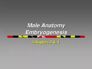 Male Anatomy Embryogenesis