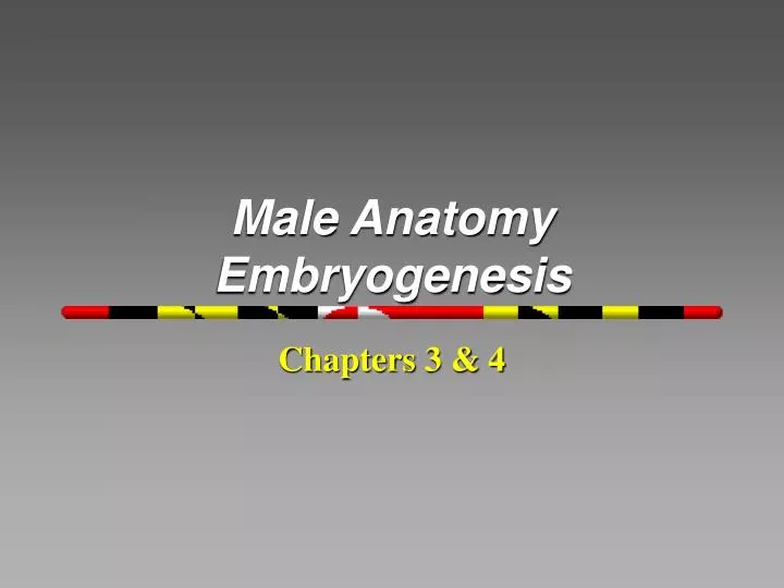male anatomy embryogenesis
