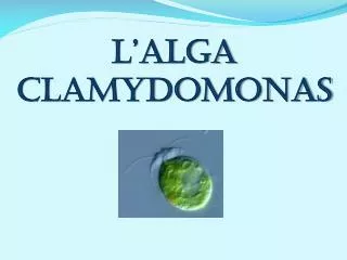 L’alga Clamydomonas