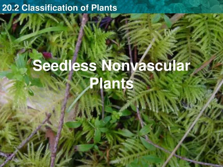 seedless nonvascular plants