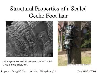Structural Properties of a Scaled Gecko Foot-hair