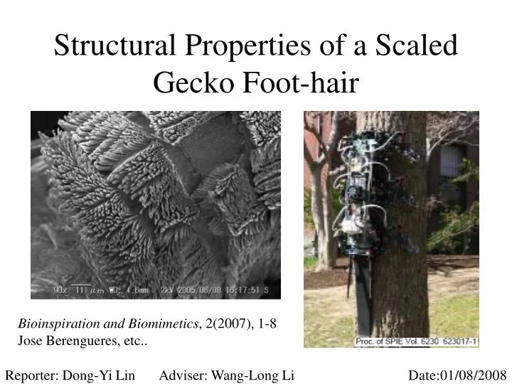 structural properties of a scaled gecko foot hair