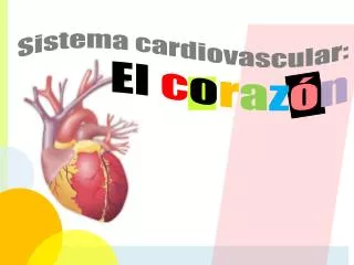 Sistema cardiovascular: El c o r a z ó n