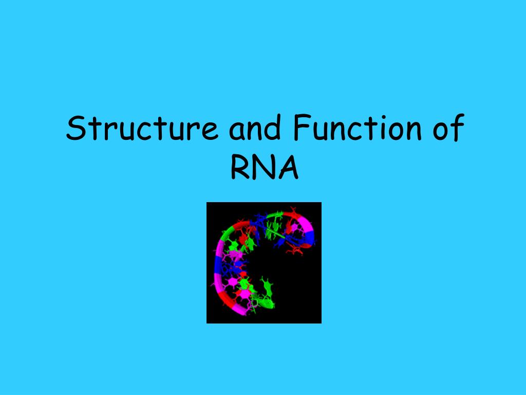 PPT - Structure and Function of RNA PowerPoint Presentation, free ...