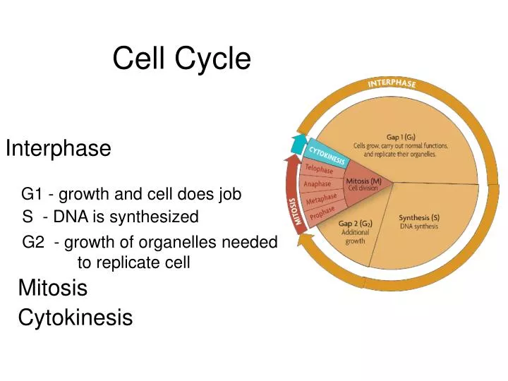 cell cycle