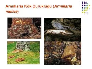 Armillaria Kök Çürüklüğü ( Armillaria mellea )