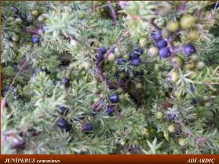 ALEM:plantea BÖLÜM:pinophyta SINIF:Pinopsida TAKIM:Pinales FAMİLYA:Cupressaceae CİNS:Juniperus