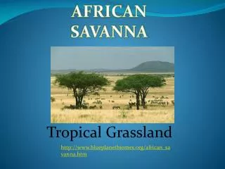 Tropical Grassland