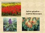 Salvia splendens – szałwia błyszcząca - slide 1