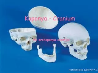 Koponya - Cranium