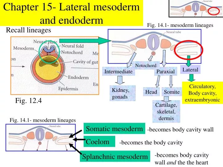 chapter 15 lateral mesoderm and endoderm