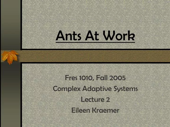 ants at work