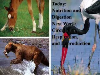 Today: Nutrition and Digestion Next Week: Circulation, Respiration, and Reproduction