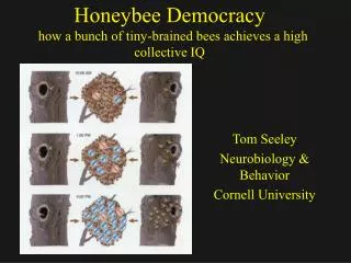 Honeybee Democracy how a bunch of tiny-brained bees achieves a high collective IQ