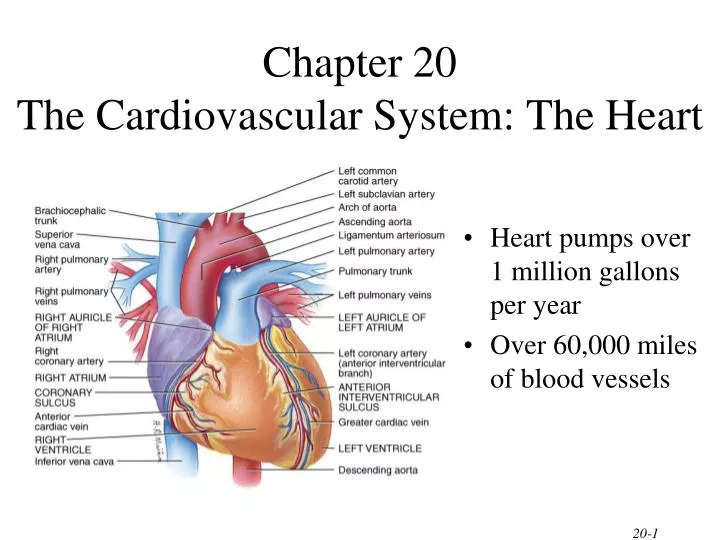 chapter 20 the cardiovascular system the heart