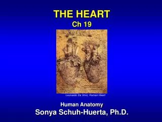 THE HEART Ch 19 Human Anatomy Sonya Schuh-Huerta, Ph.D.