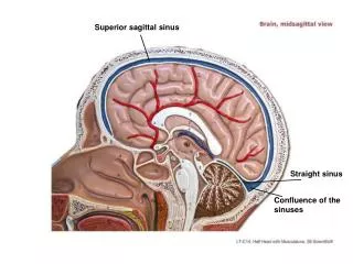 Superior sagittal sinus