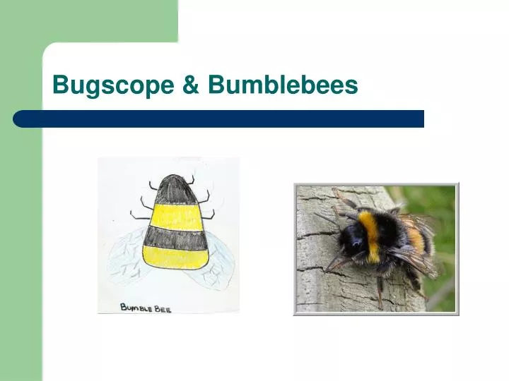 bugscope bumblebees