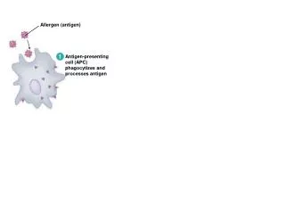 Antigen-presenting cell (APC) phagocytizes and processes antigen