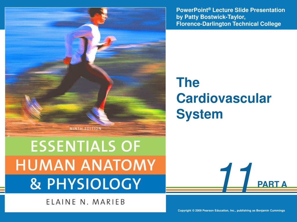 PPT - The Cardiovascular System PowerPoint Presentation, free download ...