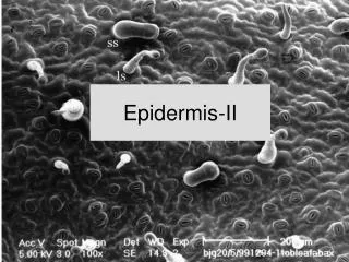Epidermis-II