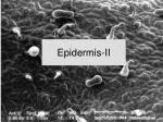 Epidermis-II - slide 1