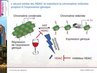 L’alcool inhibe les HDAC et maintient la chromatine relâchée propice à l’expression génique