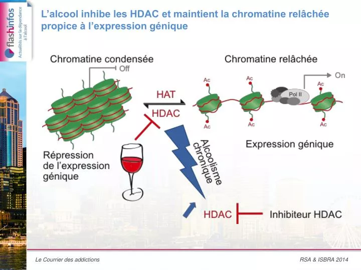 l alcool inhibe les hdac et maintient la chromatine rel ch e propice l expression g nique