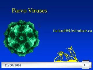 Parvo Viruses