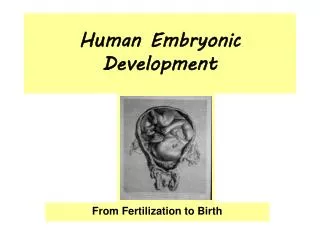 Human Embryonic Development