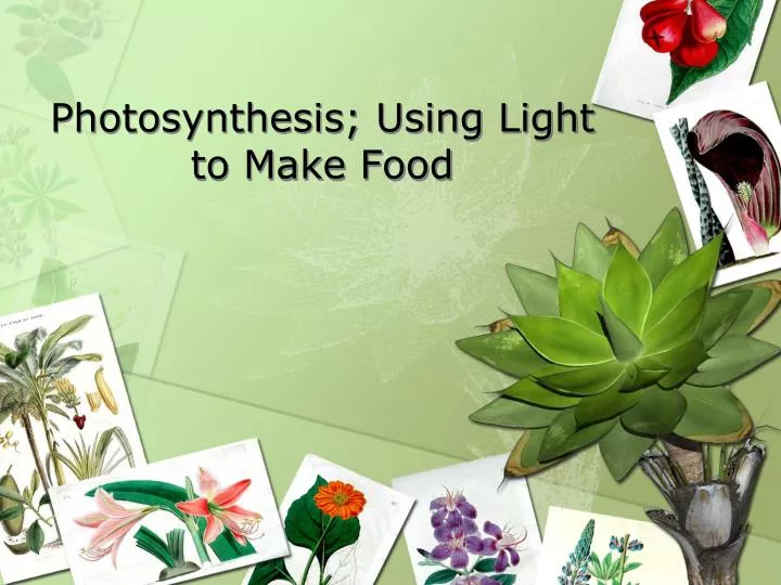 photosynthesis using light to make food