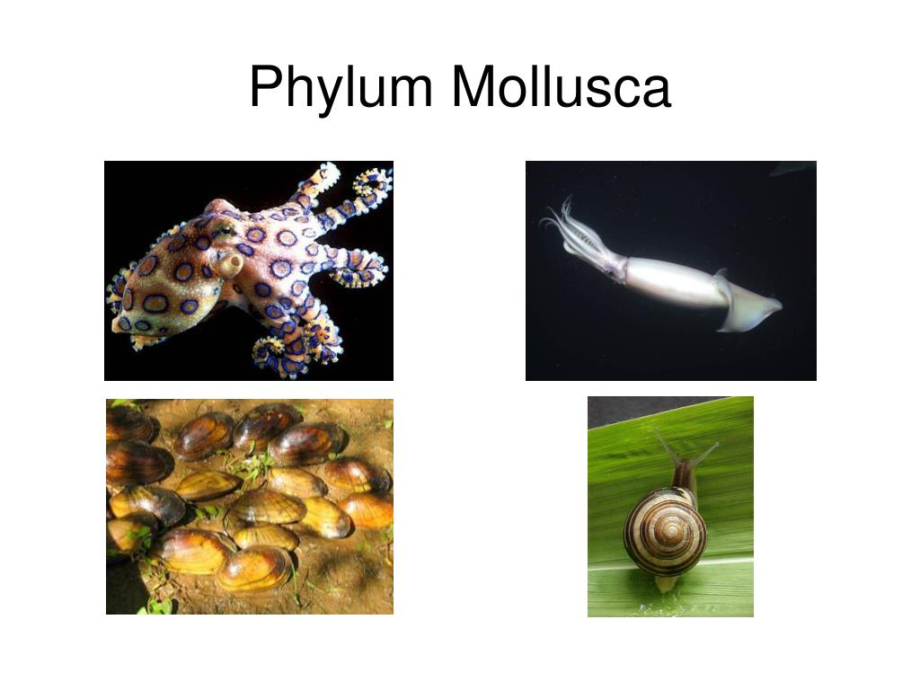 PPT - Phylum Mollusca PowerPoint Presentation, free download - ID:7045419