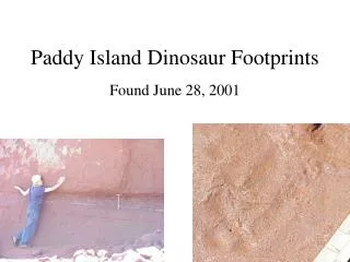 Paddy Island Dinosaur Footprints