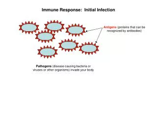 Immune Response: Initial Infection