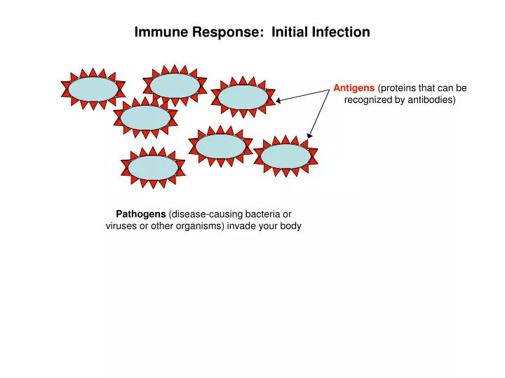 immune response initial infection
