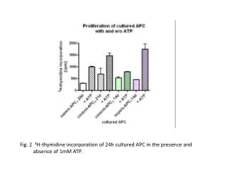 Fig. 2 3 H-thymidine incorporation of 24h cultured APC in the presence and absence of 1mM ATP.