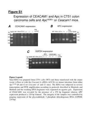 Expression of CEACAM1 and Apc in CT51 colon carcinoma cells and Apc 1638/+ or Ceacam1 mice.